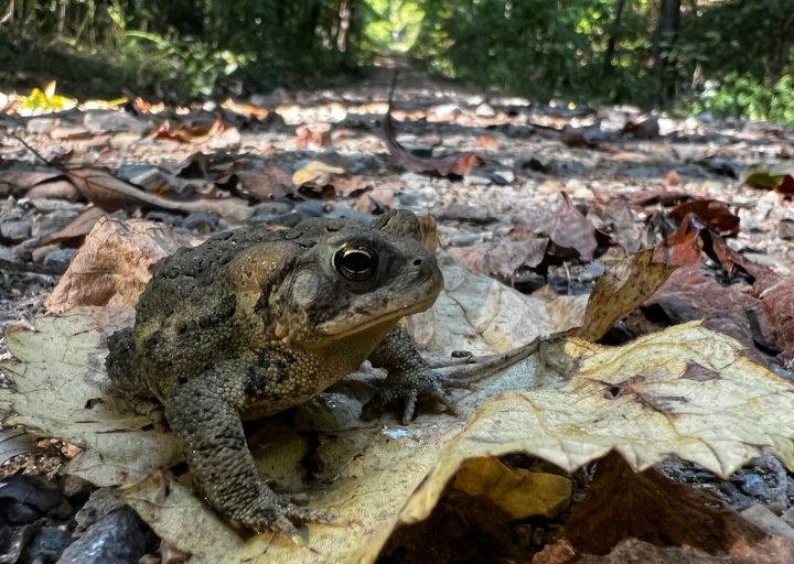 American Toad